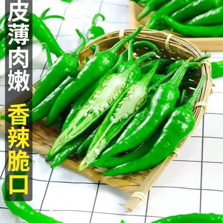 【中辣鲜香】正宗新鲜辣椒湖南樟树港辣椒富硒小青椒薄皮产地现摘