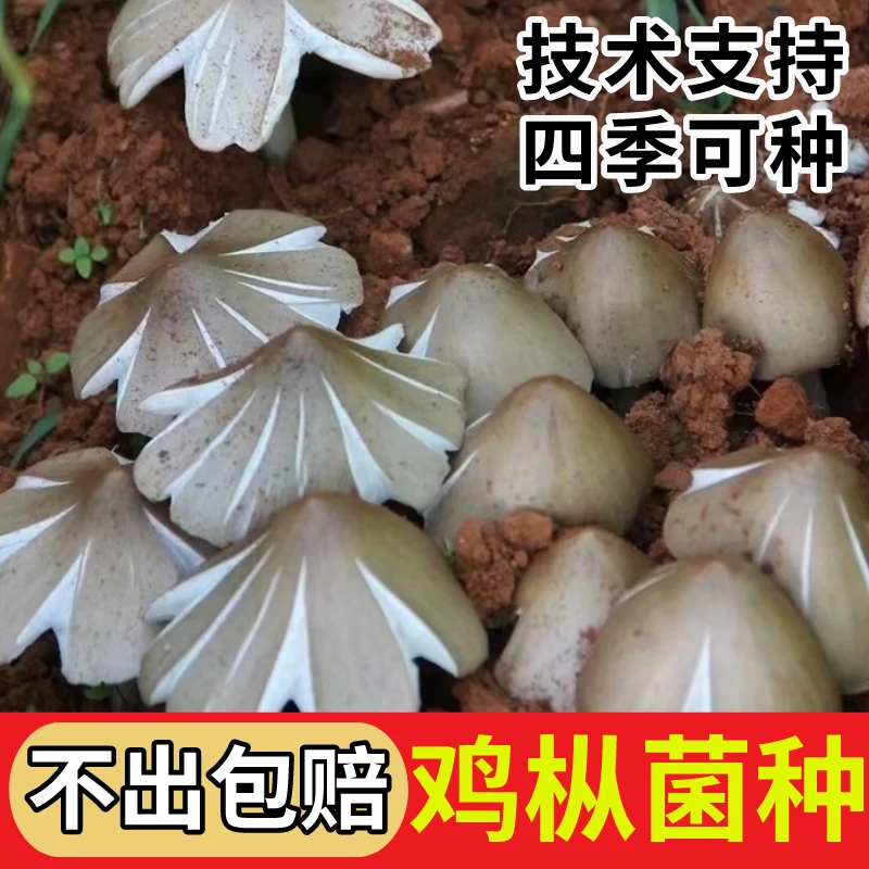 云南野生鸡枞菌种菌包三塔菌伞把菇斗鸡菇菌种家种食用菌四季种植