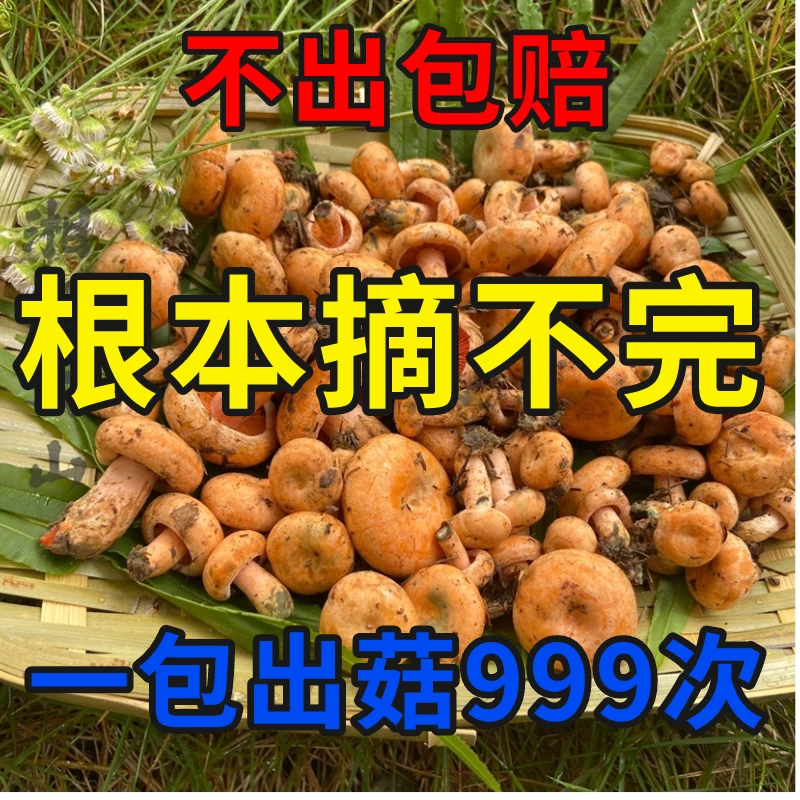 野生松树菌种乌枞菌包高产优质菌包菌种家种黄枞菌枞树菌人工培植