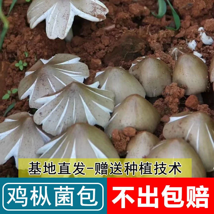 云南野生鸡枞菌菌种包种子食用菌家庭懒人容易种植伞把菇类乌枞菌