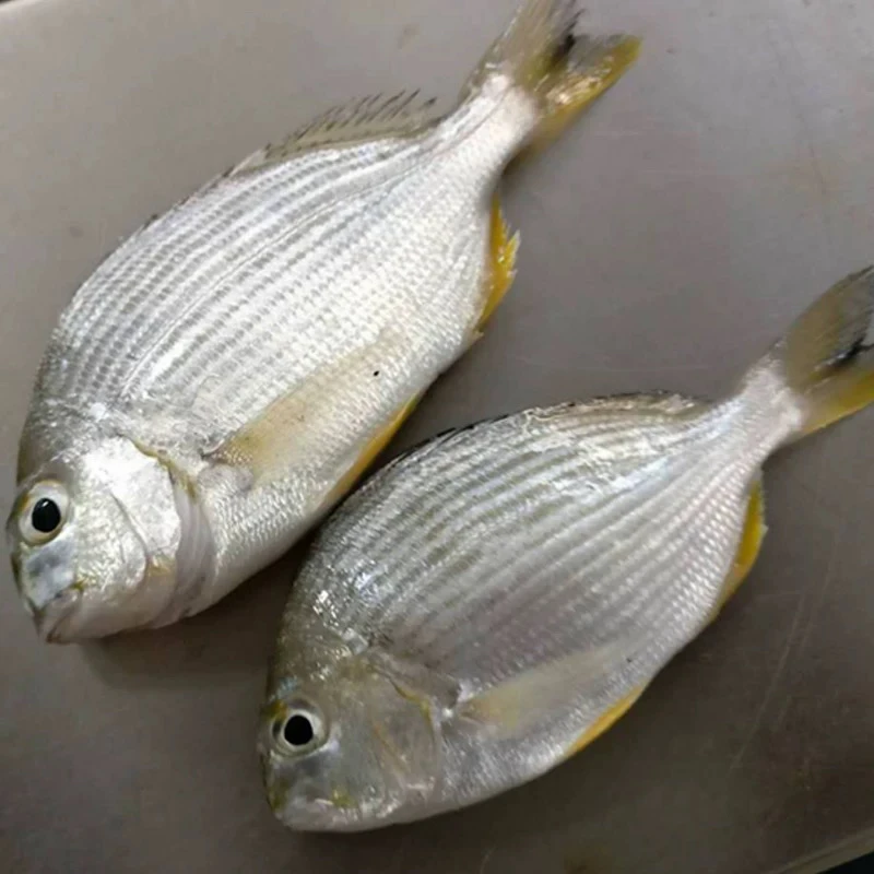 小黄子湛江本港新鲜香头鱼 圆头立鱼 肉质很细腻 没小刺