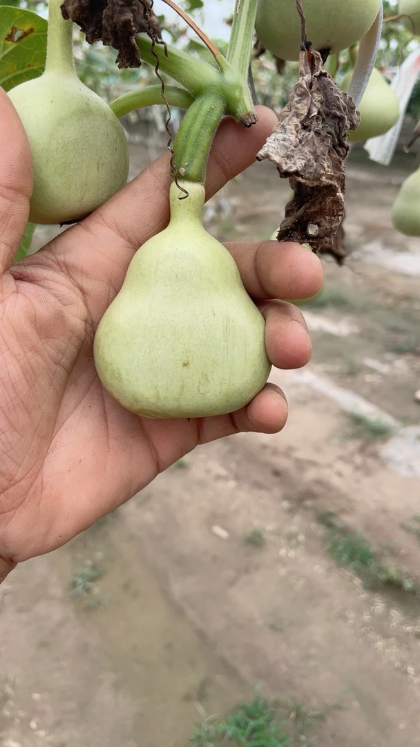 精品葫芦直播间专拍