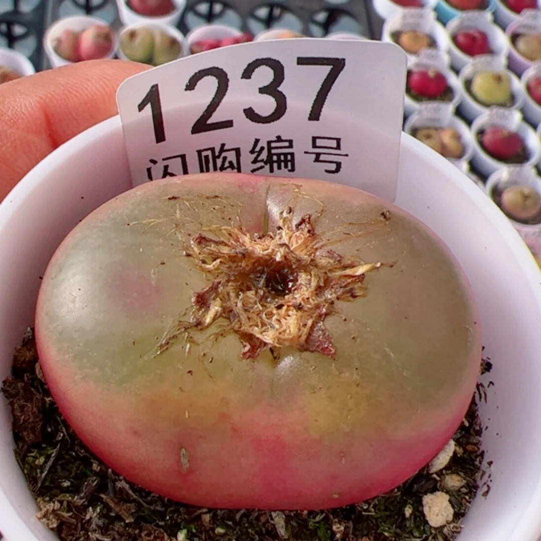 【闪购商品】曾*我很喜欢1237