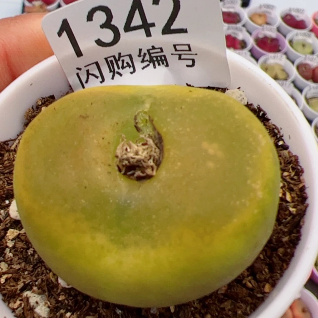 【闪购商品】别*.我很喜欢1342