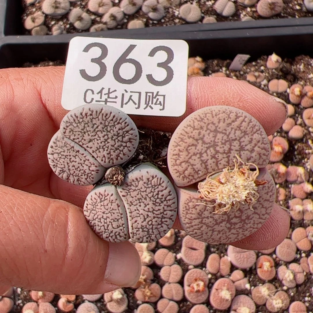 我很喜欢这个C363