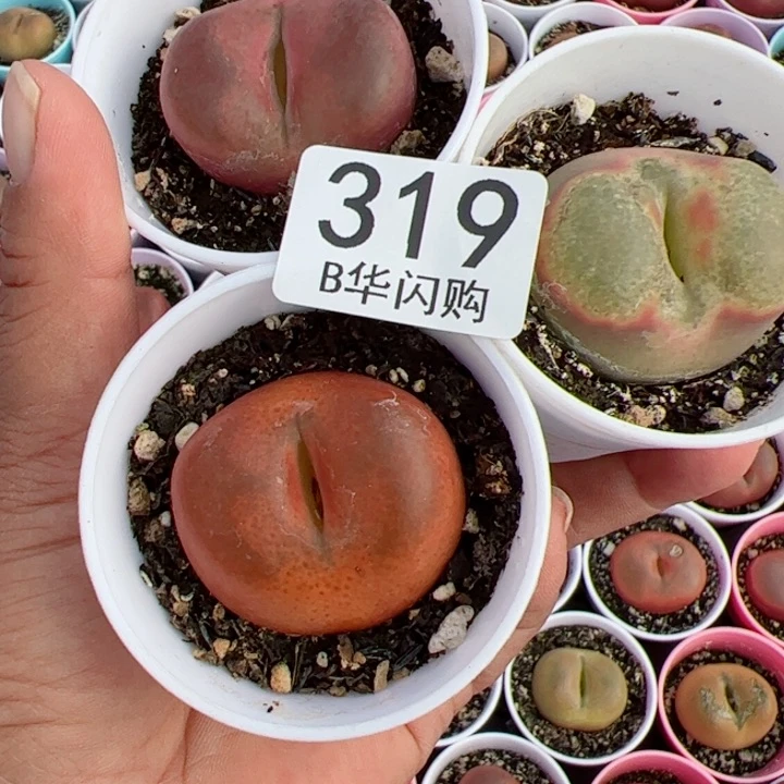 【闪购商品】布*我很喜欢这个B319