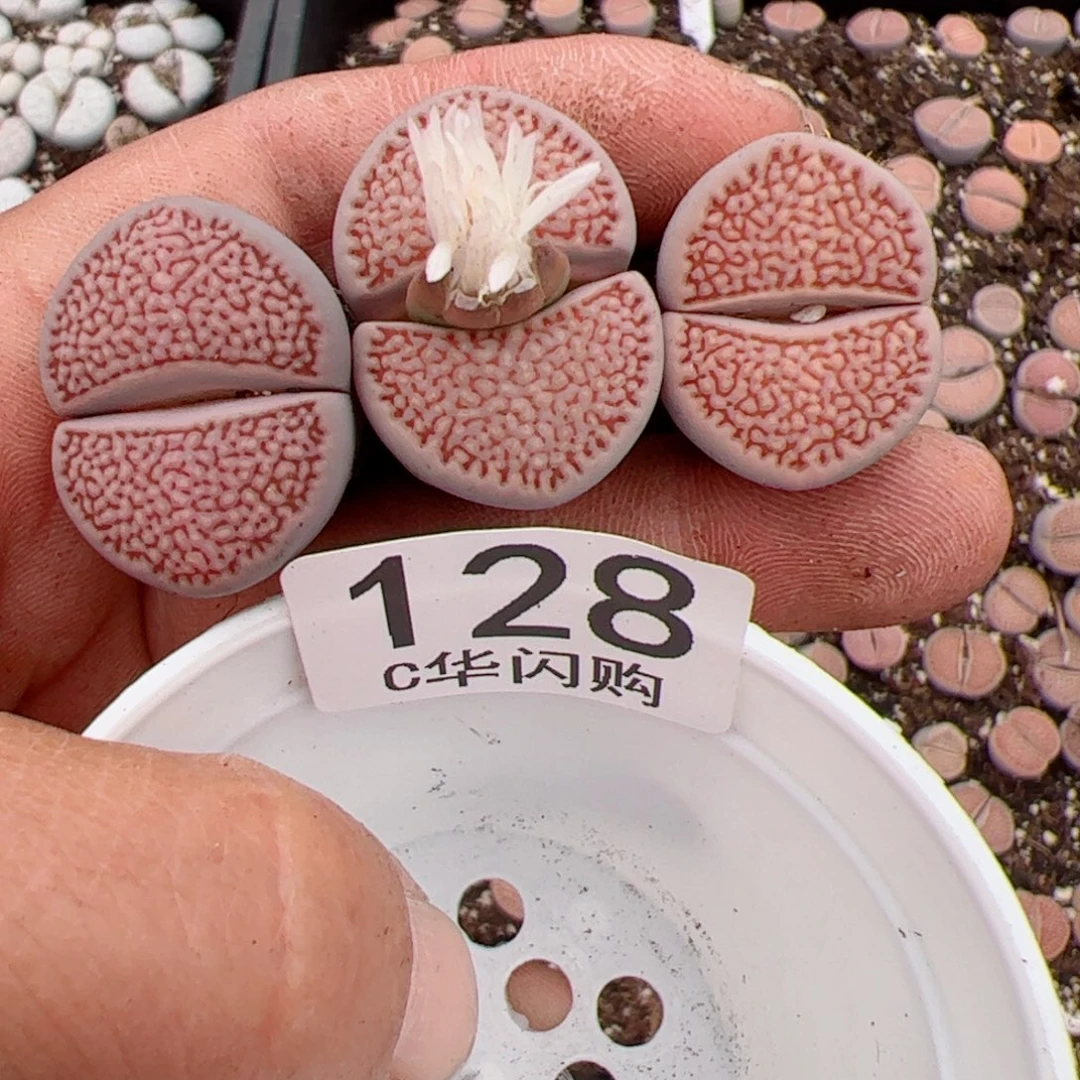 我很喜欢这个C128