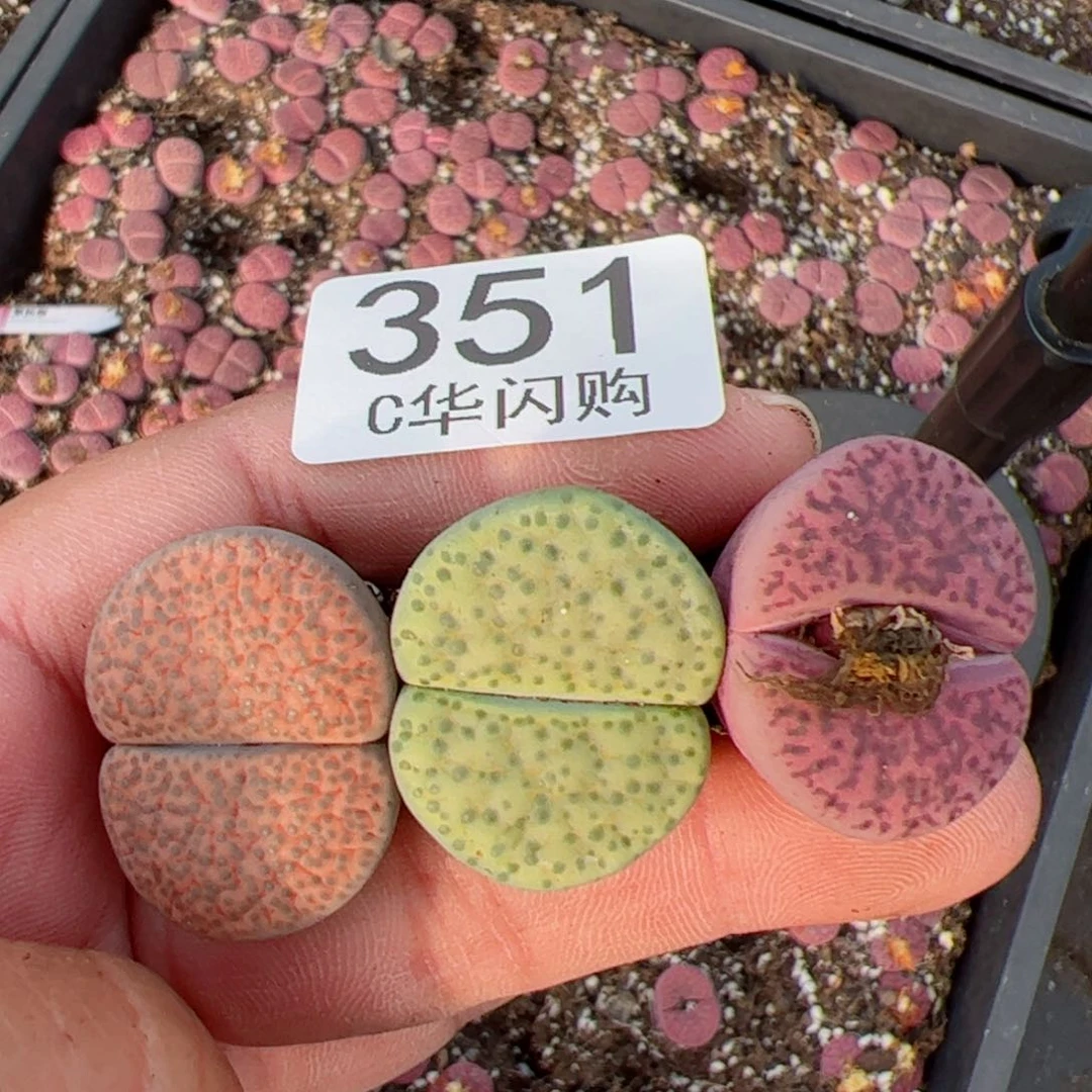 我很喜欢这个C351