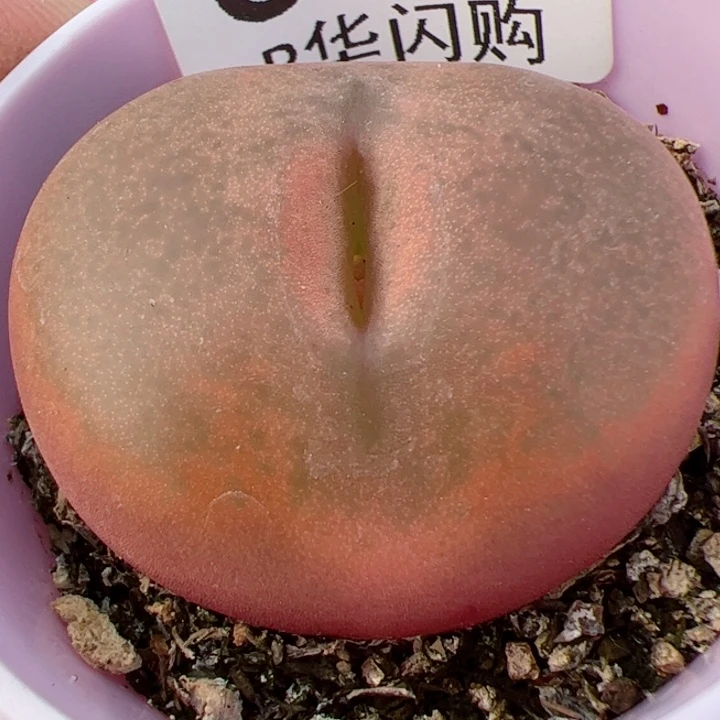 【闪购商品】静**播我很喜欢这个B395