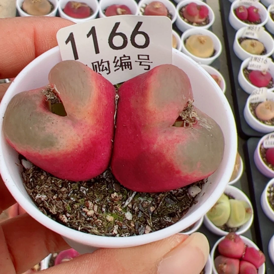 【闪购商品】N*G我是真的喜欢这个1166