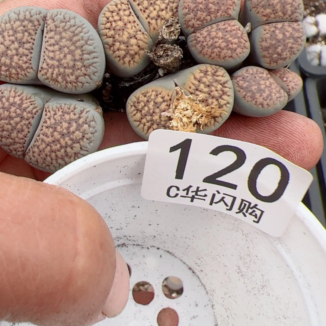 我很喜欢这个C120