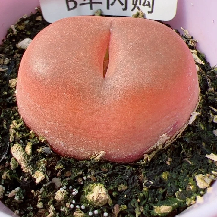 【闪购商品】I**S我很喜欢这个B725