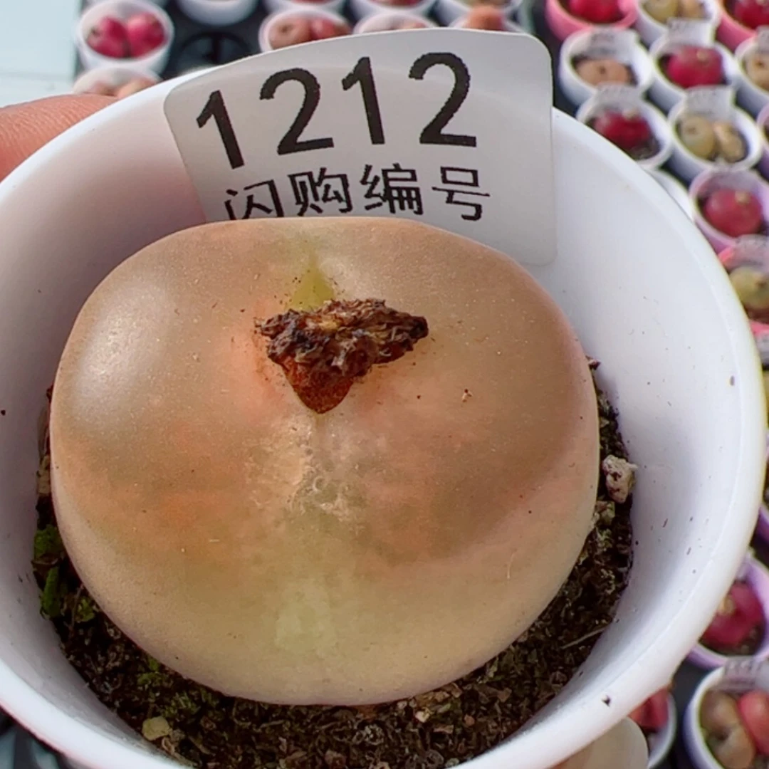 【闪购商品】焦**丁我很喜欢1212
