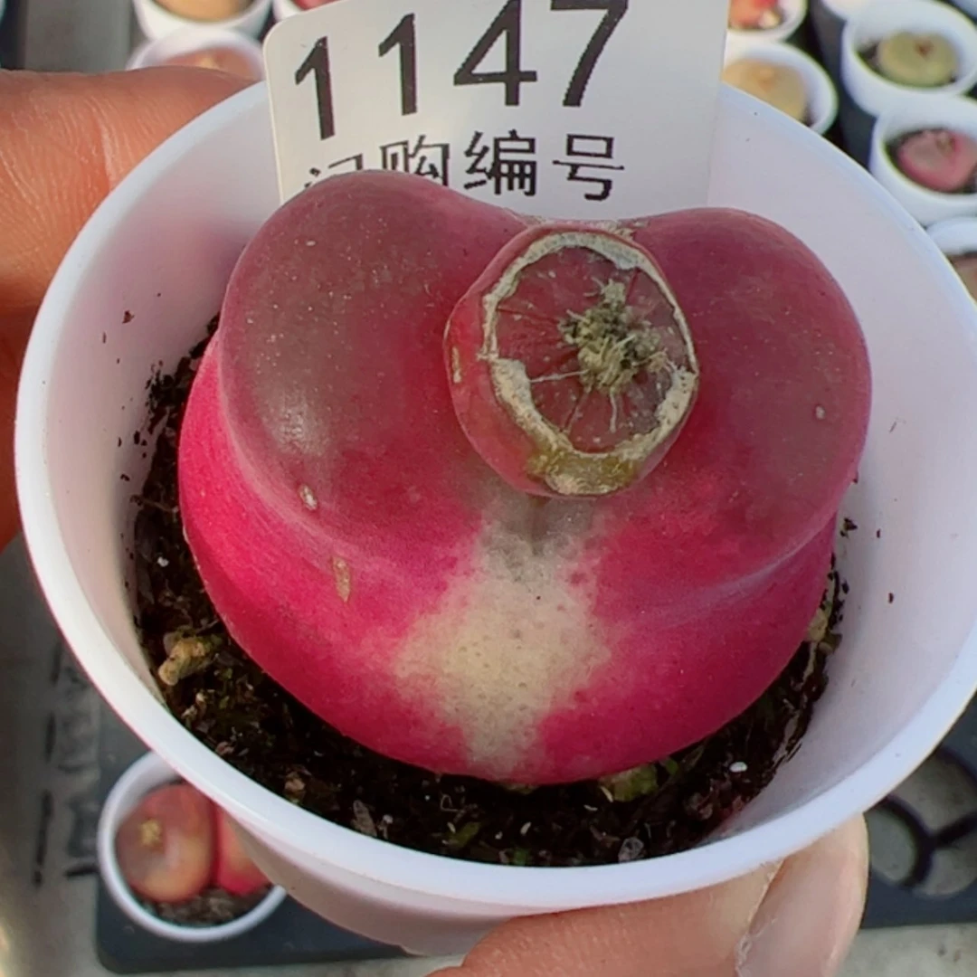 【闪购商品】三***家我是真的喜欢这个1147