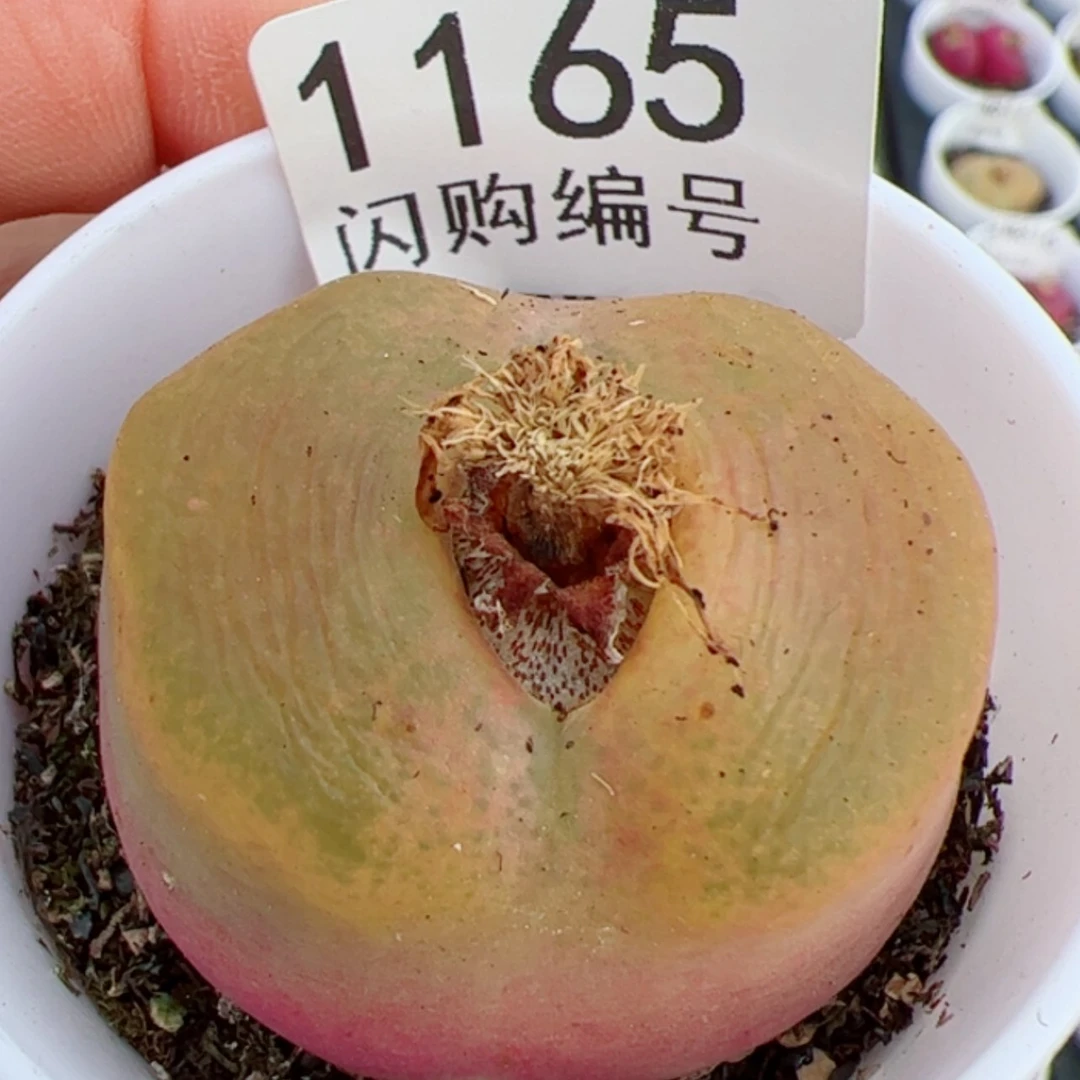 【闪购商品】钵**圆我是真的喜欢这个1165