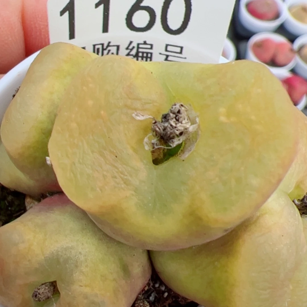 【闪购商品】焦**丁我是真的喜欢这个1160