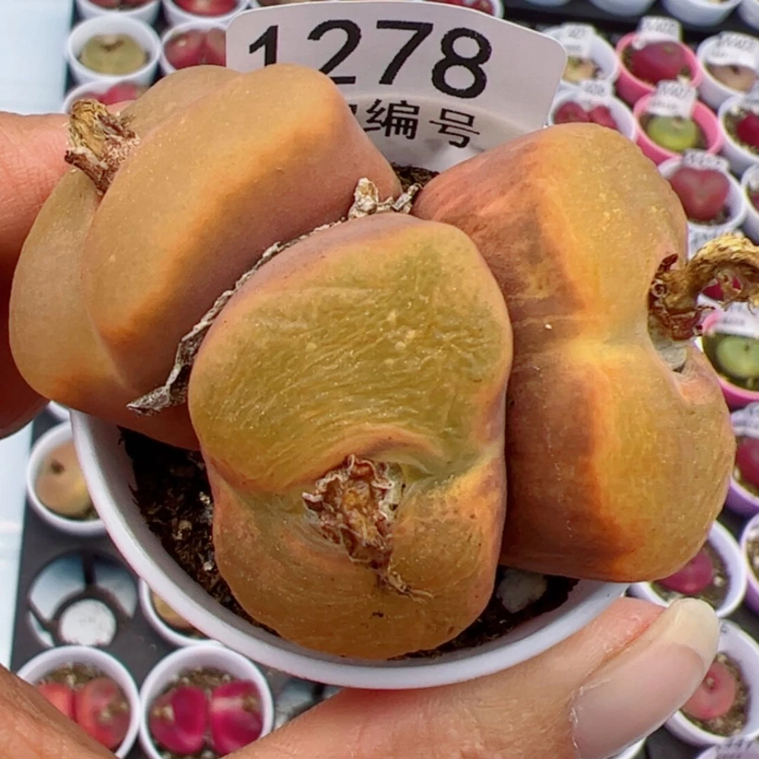 【闪购商品】?****肠我很喜欢1278