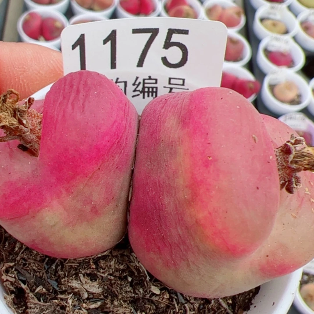 【闪购商品】焦**丁我是真的喜欢这个1175