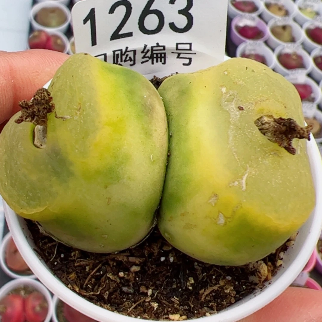 【闪购商品】焦**丁我很喜欢1263