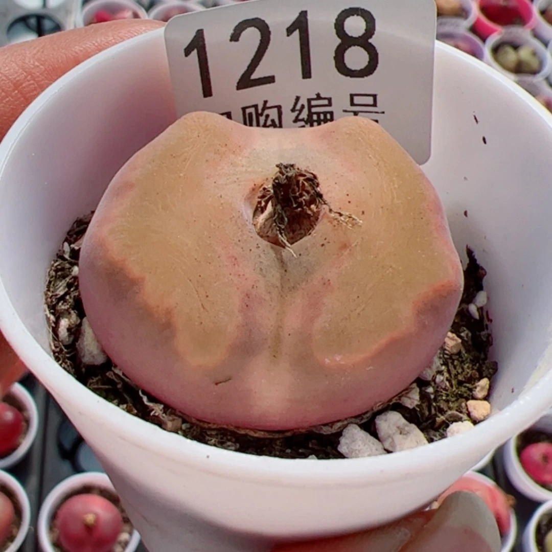 【闪购商品】钵**圆我很喜欢1218