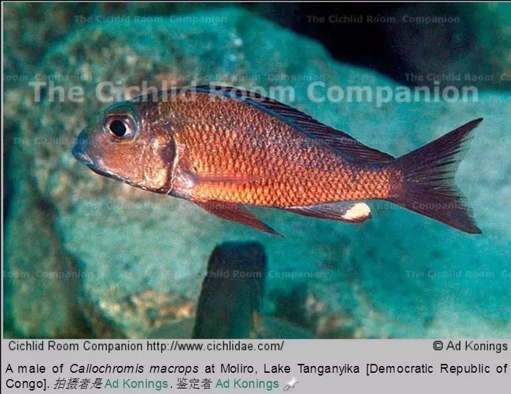 坦湖鱼红金珍珠，沙栖，三湖鱼