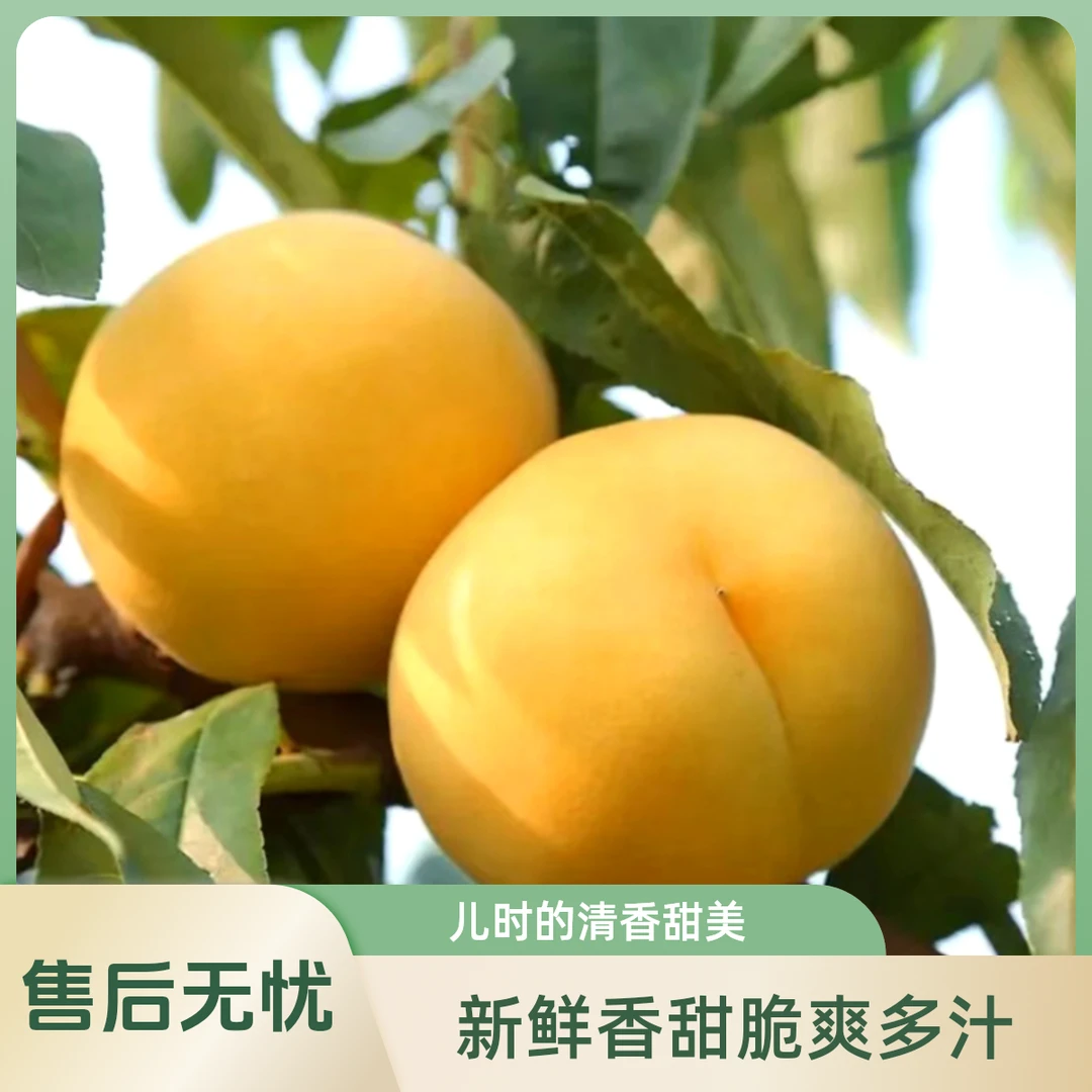 湖南沅陵黄桃高山黄桃5斤装现摘现发顺丰包邮