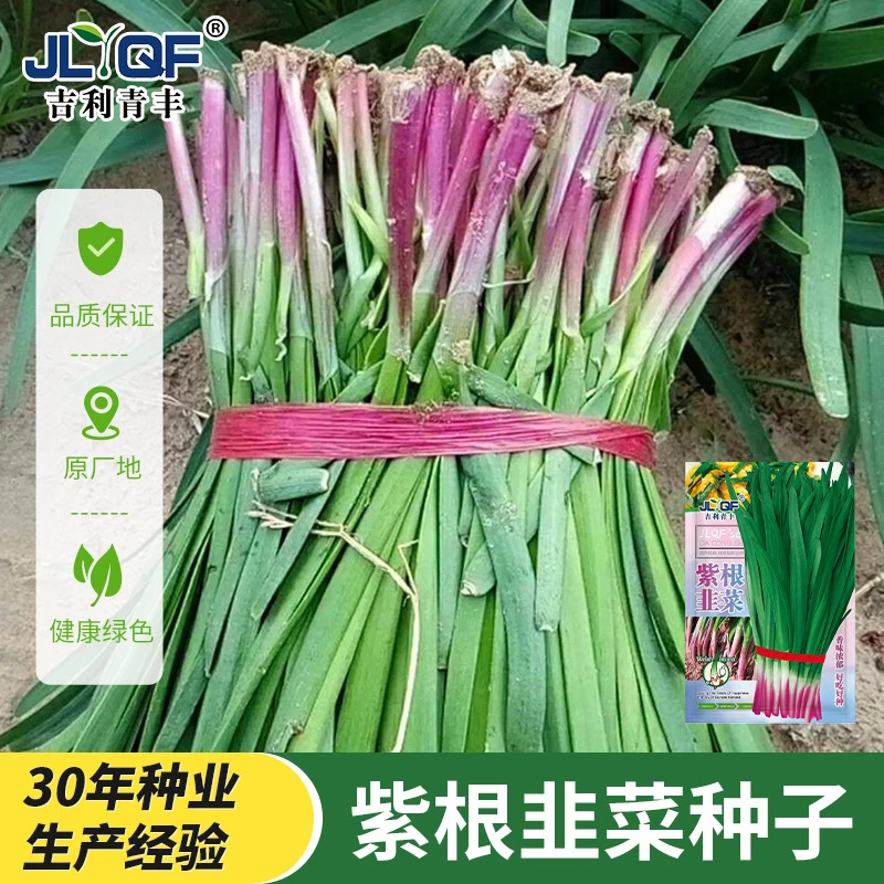紫根韭菜种子四季种籽子根红宽叶根苗蔬菜阳台家种韭菜大叶籽大全