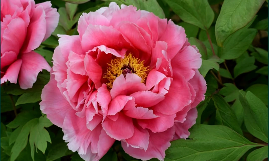 【新七福神】6加仑盆养牡丹洛阳基地直发包对版