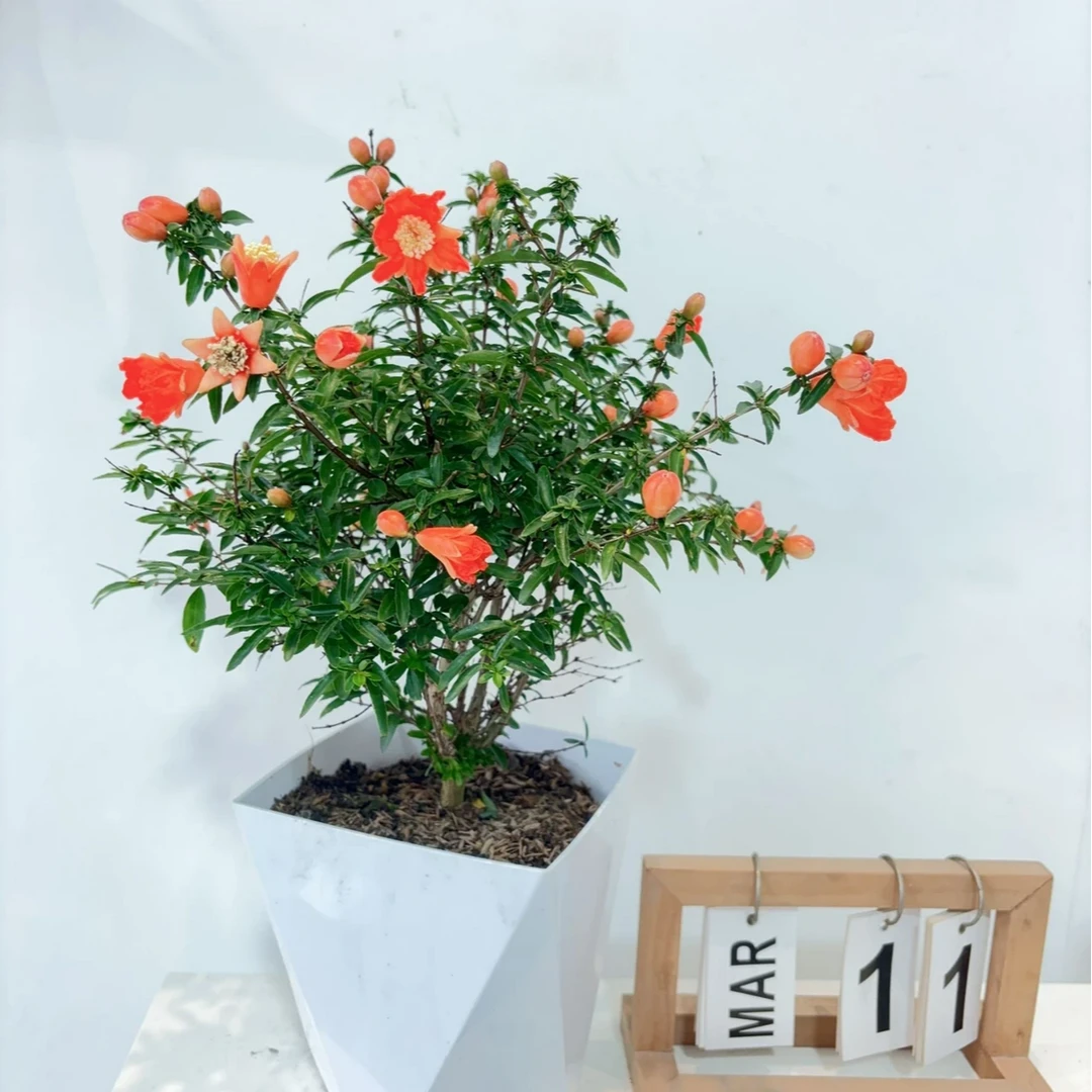 <专属>阳台楼顶庭院花卉盆栽老桩绿植室外耐热耐寒好养