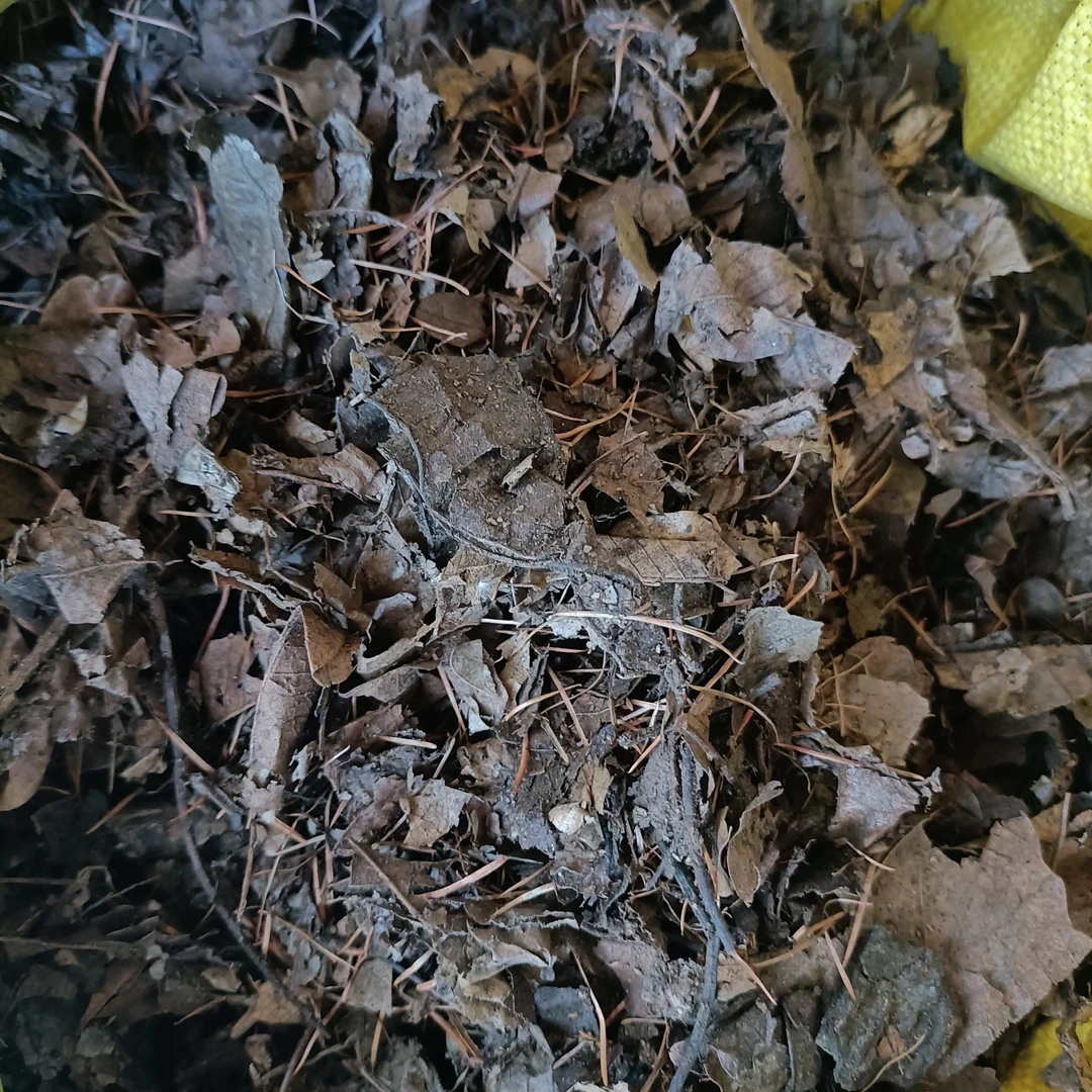 君子兰无菌腐叶营养基质（高温发酵两次）一袋重量5斤半–6斤