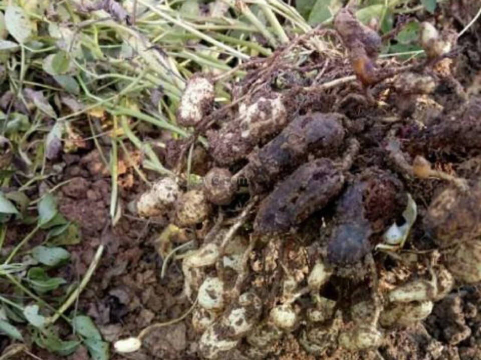 果腐健治黑果烂果（1瓶兑2桶水）2瓶以上包邮，