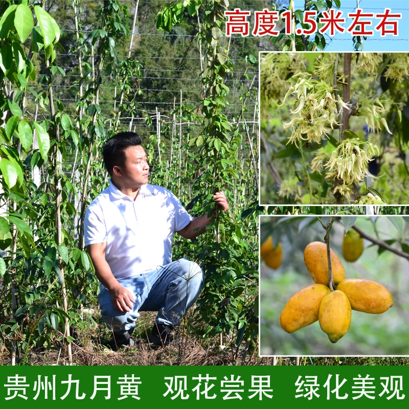九月黄大苗 木通科牛卵坨 常绿爬藤植物 庭院花卉 可食用