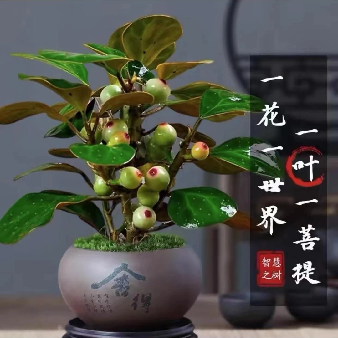 小盼菩提盆栽花桌摆型植物