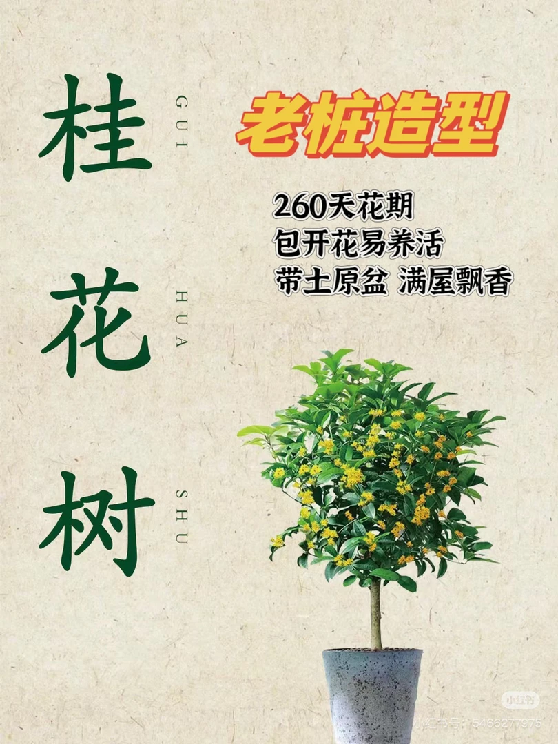 桂花苗原生大树八月金桂庭院室外阳台植物四季开花室内花卉盆栽