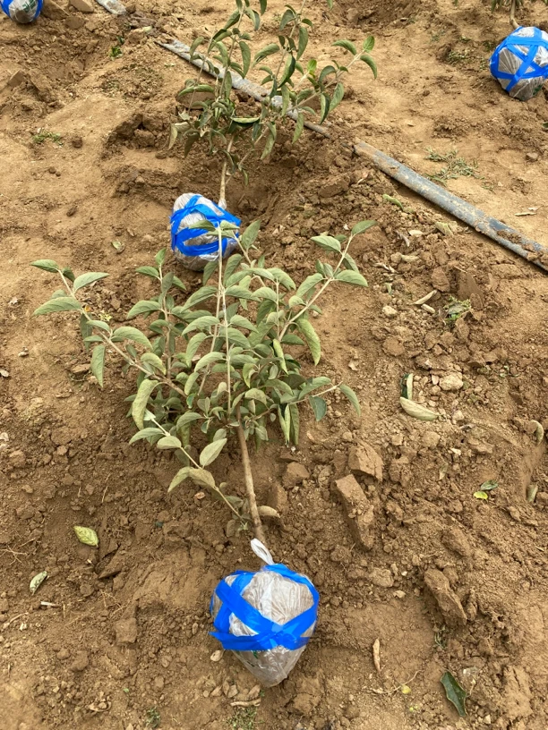 中华木绣球棒棒糖