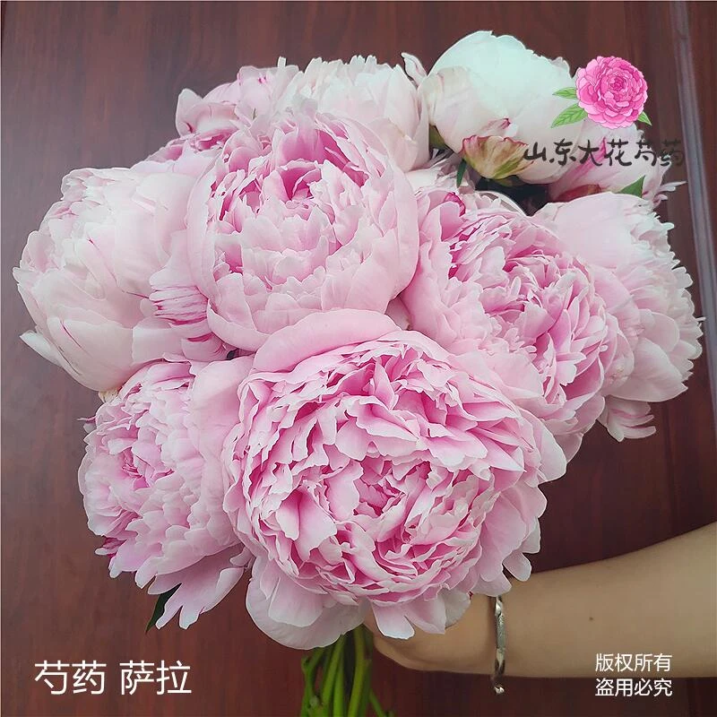 大花重瓣芍药花苗 基地发货