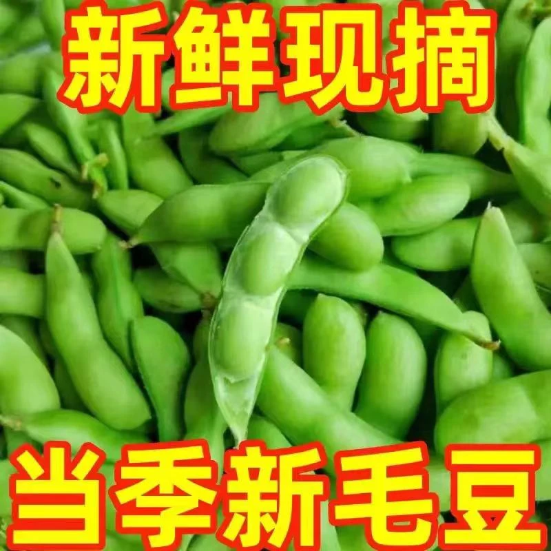 湖南新鲜毛豆现摘农家蔬菜带壳新鲜毛豆毛豆新鲜商用毛豆嫩毛豆