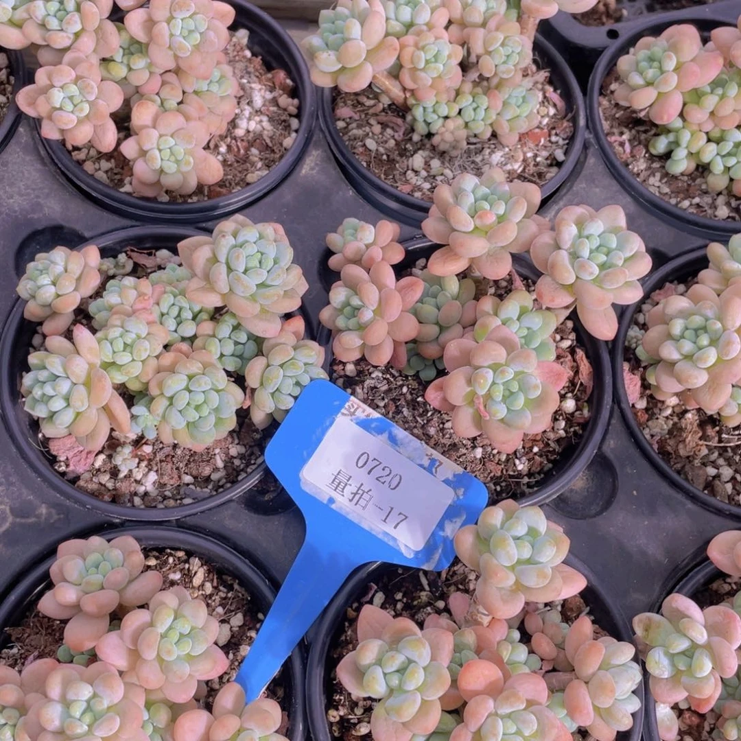 0720-17-鱼子酱群买一送一福利量拍