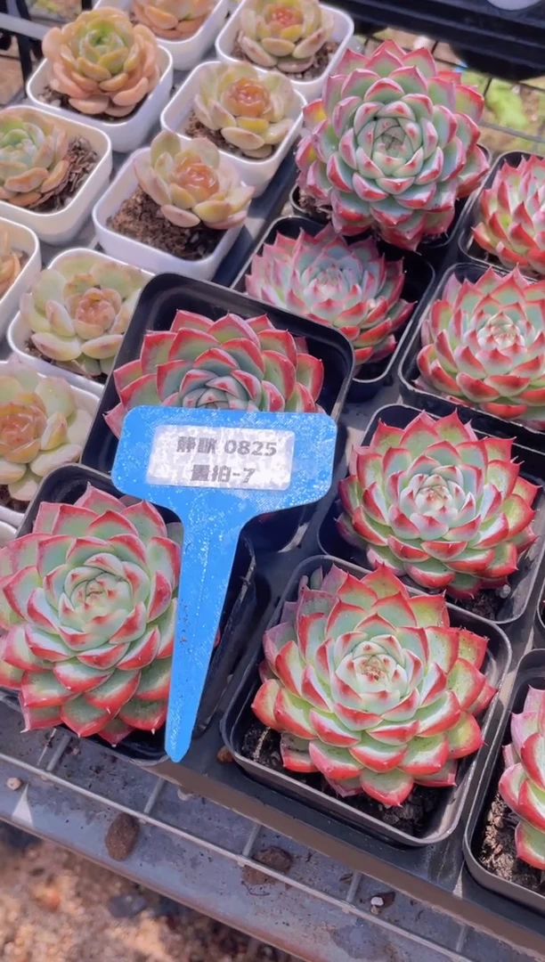【闪购商品】0825-7-新货粉水晶单头买一送一量拍