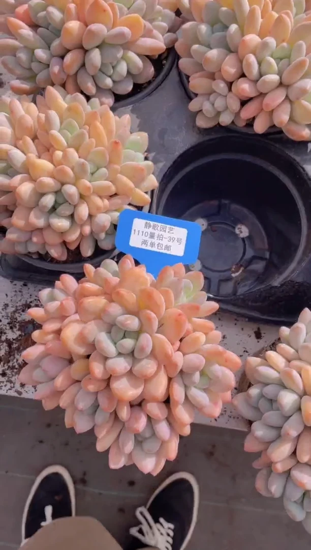 【闪购商品】1110-39-完美手捧大群香水一颗量拍