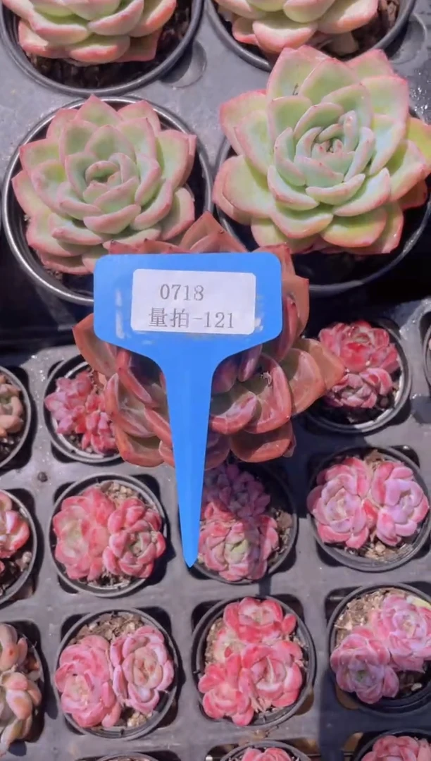 【闪购商品】0718-121-酒红香槟福利一颗量拍