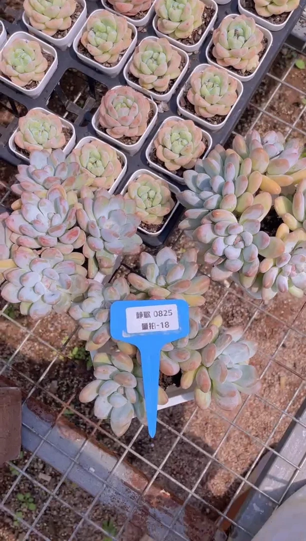 【闪购商品】0825-18-母本香水群一颗量拍