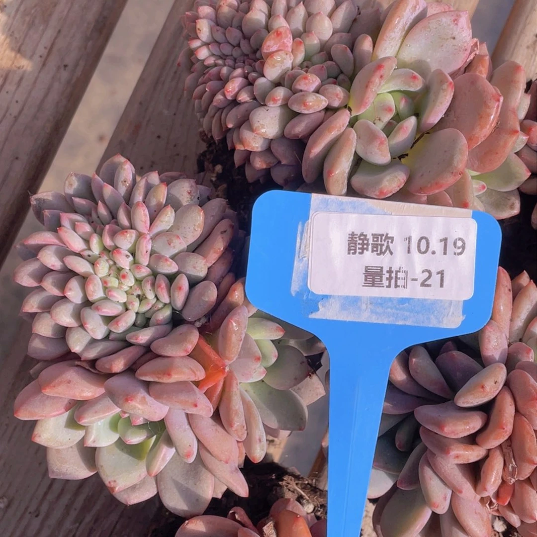 1019-21-凌雪缀化一颗