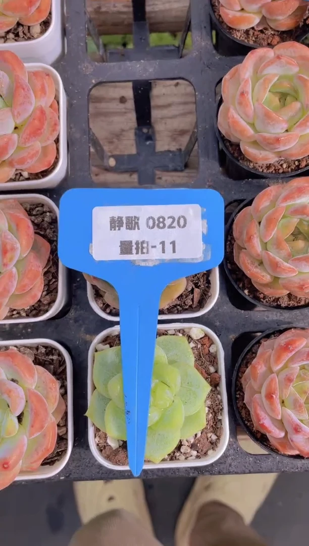【闪购商品】0820-11-白泽+白恋福利量拍