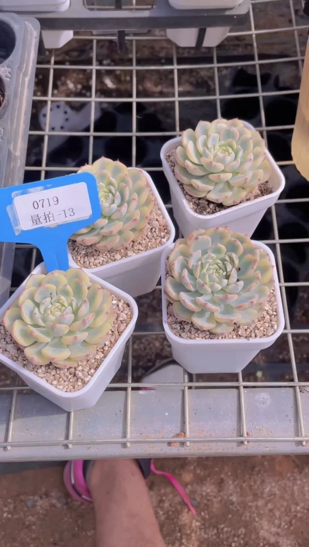 【闪购商品】0719-13-姬莲锦单头福利一颗量拍