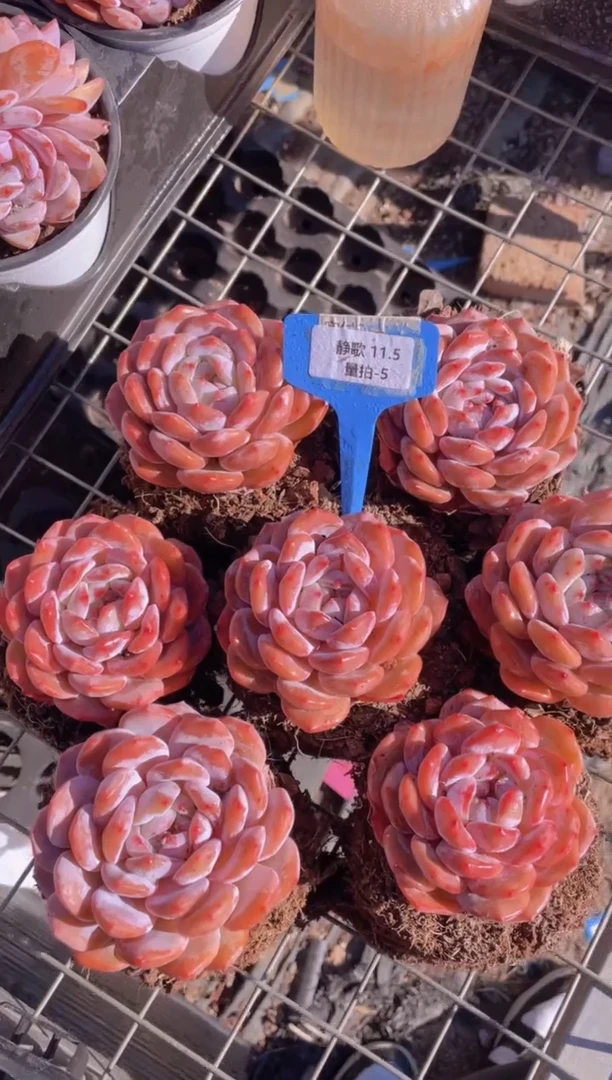 【闪购商品】11.5-5-大大单头母本韩橙一颗量拍