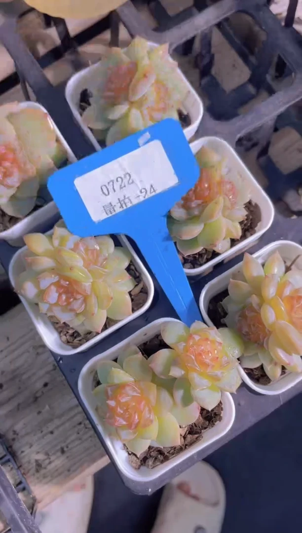 【闪购商品】0722-24-糖心粉糖双头福利一颗量拍