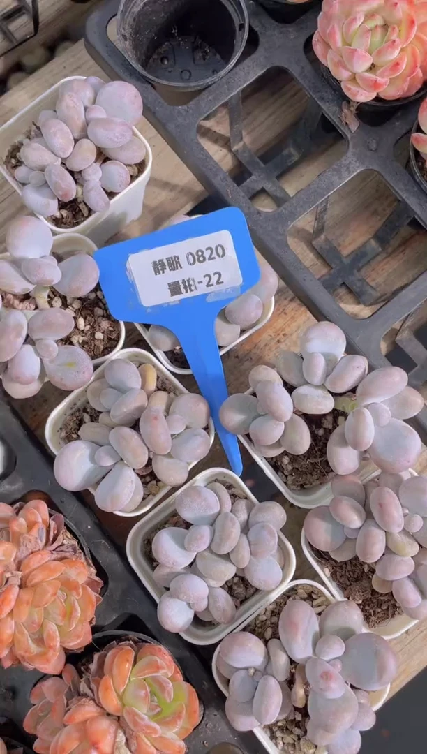 【闪购商品】0820-22-原始奶酪小群福利一颗量拍
