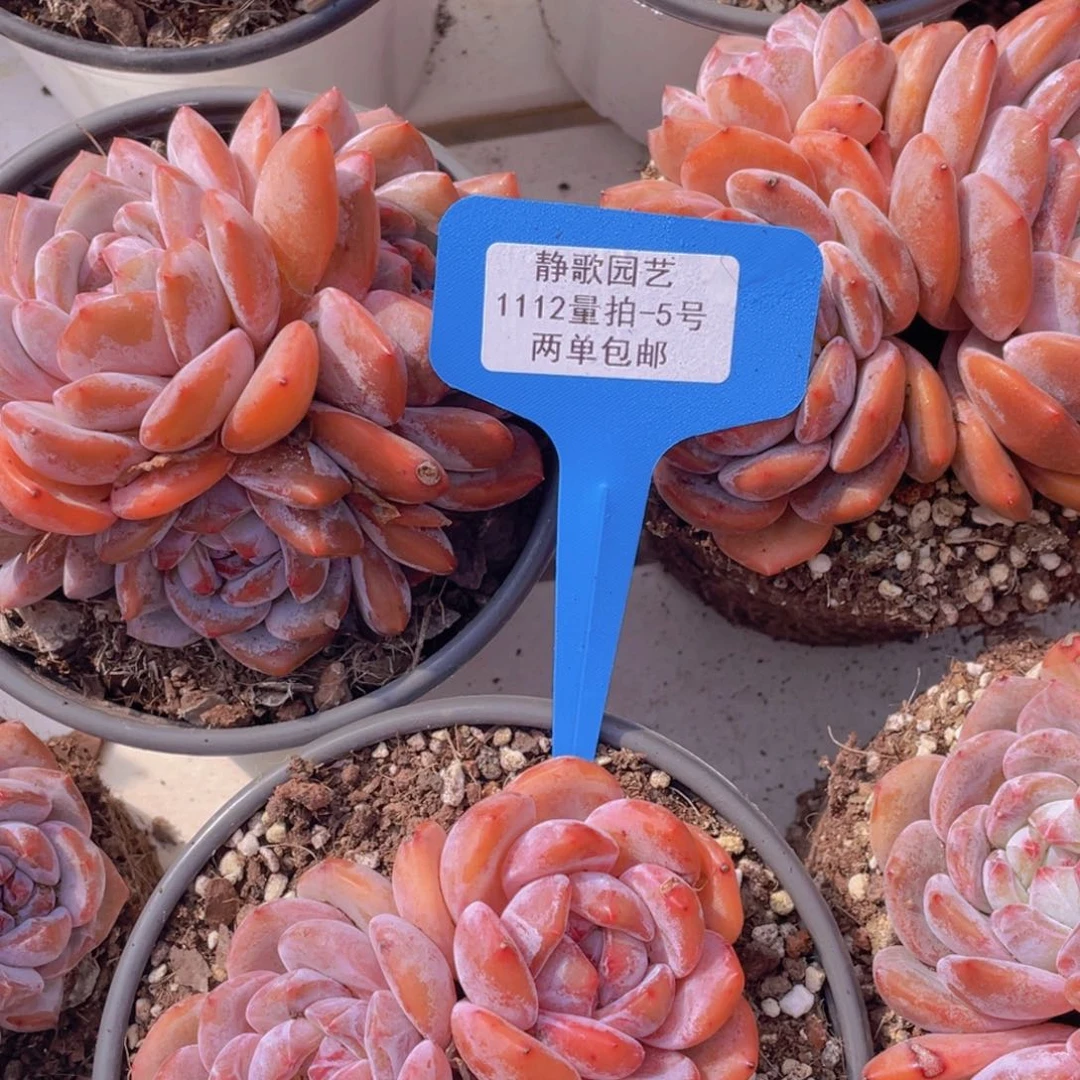 1112-5-大群全状态韩版梦露一颗