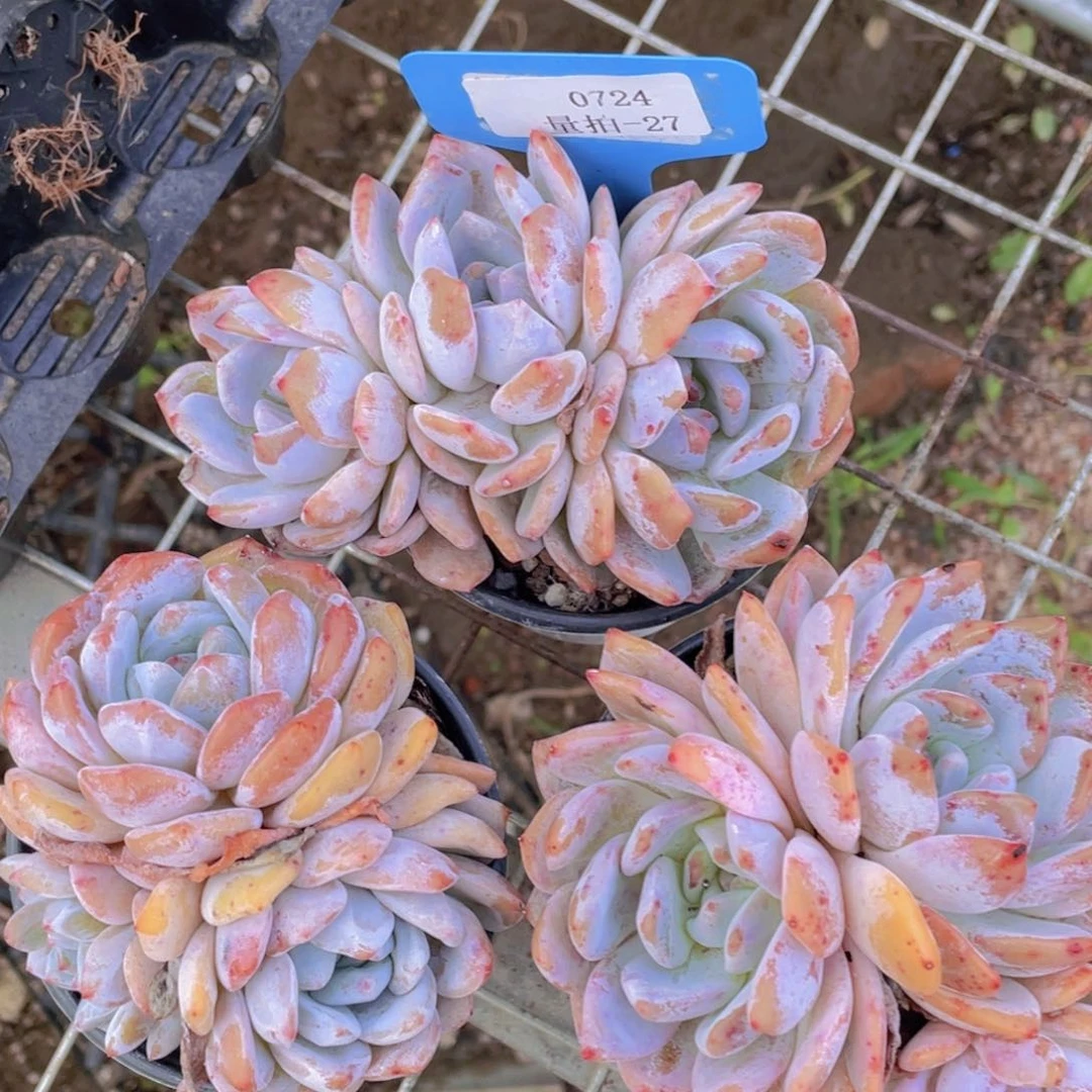 0724-27-韩版橙梦露三头两颗